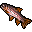 rainbow trout